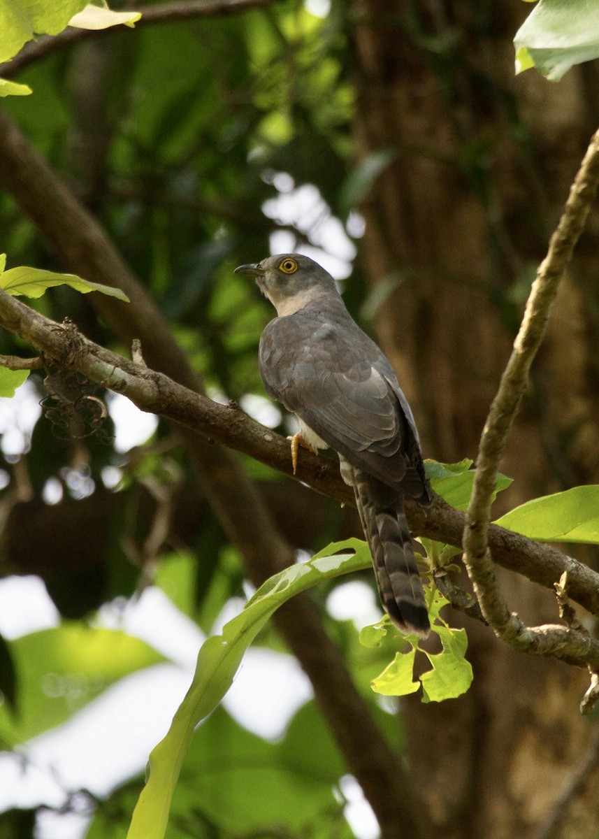 Common Hawk-Cuckoo - ML642854774
