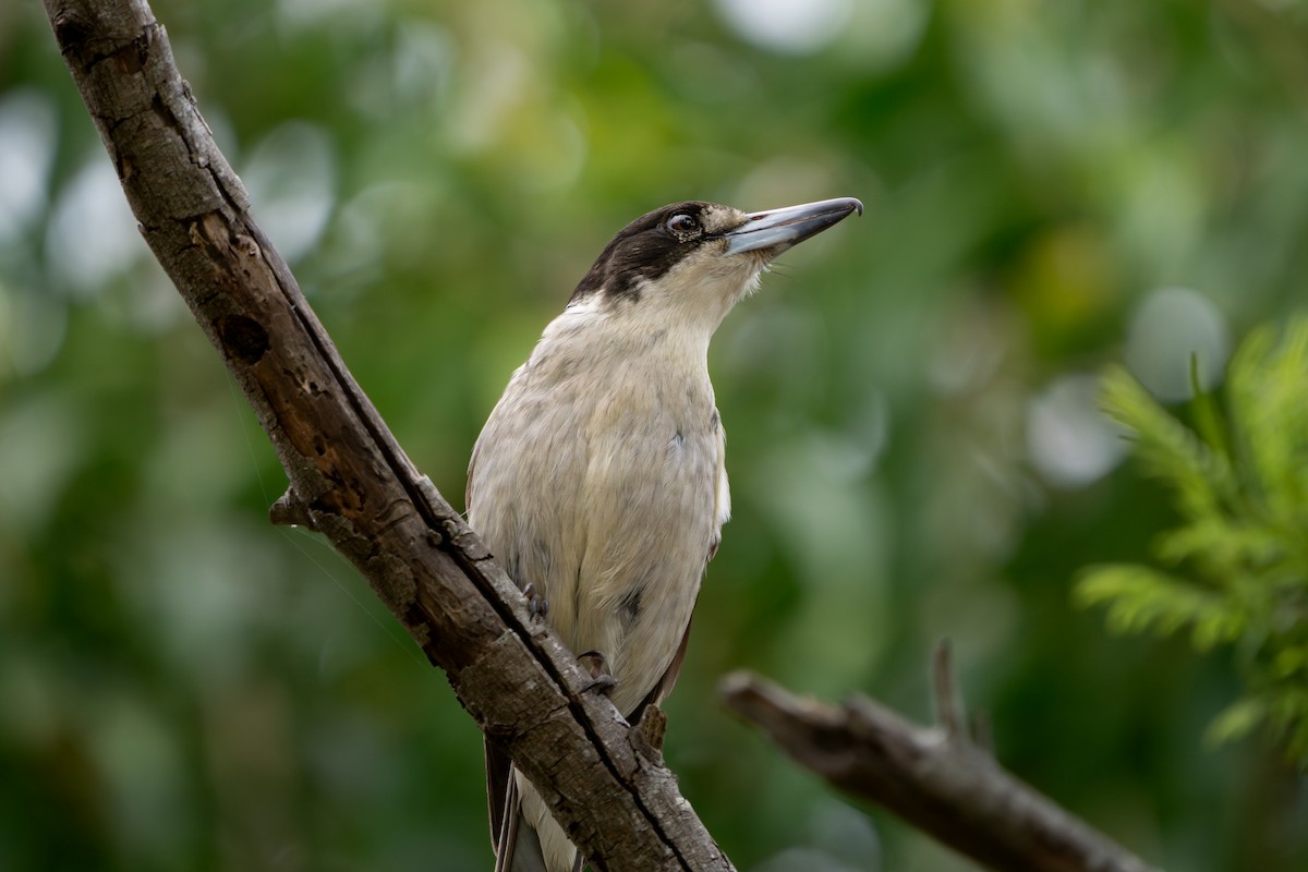 Gray Butcherbird - ML642854776