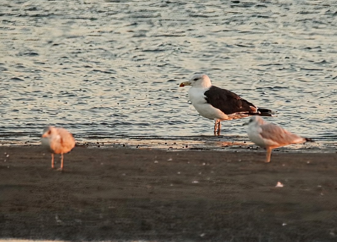 Great Black-backed Gull - ML642854777