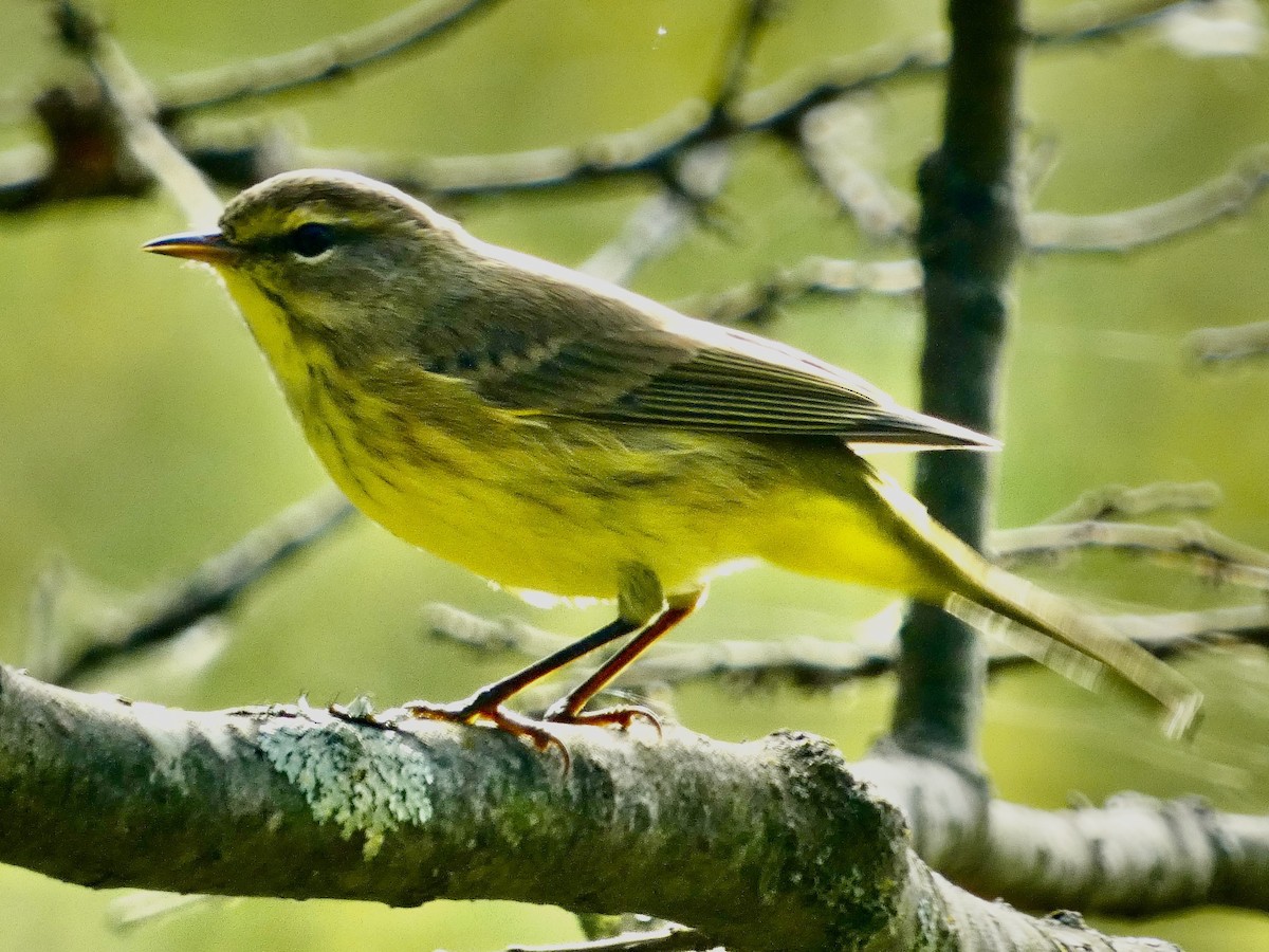 Palm Warbler - ML642854780