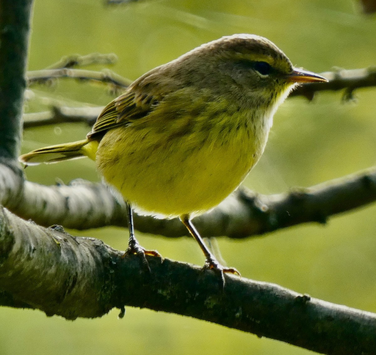 Palm Warbler - ML642854781