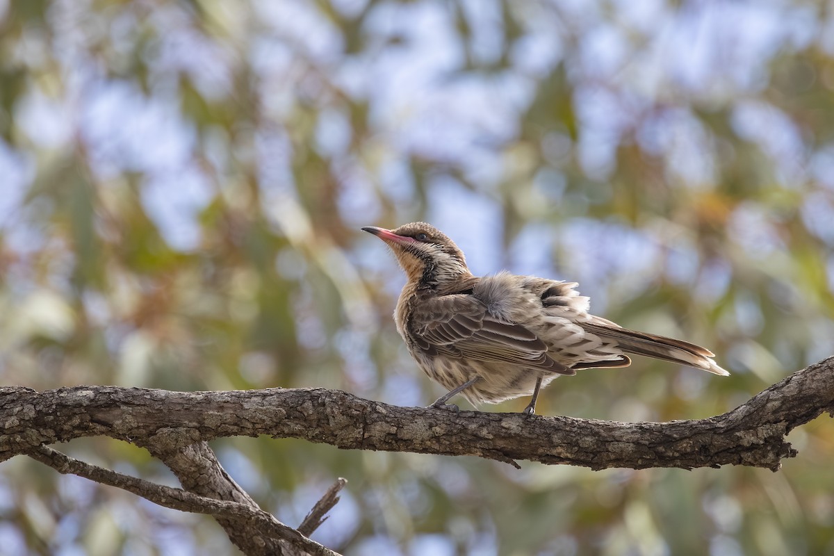 Spiny-cheeked Honeyeater - ML642854786