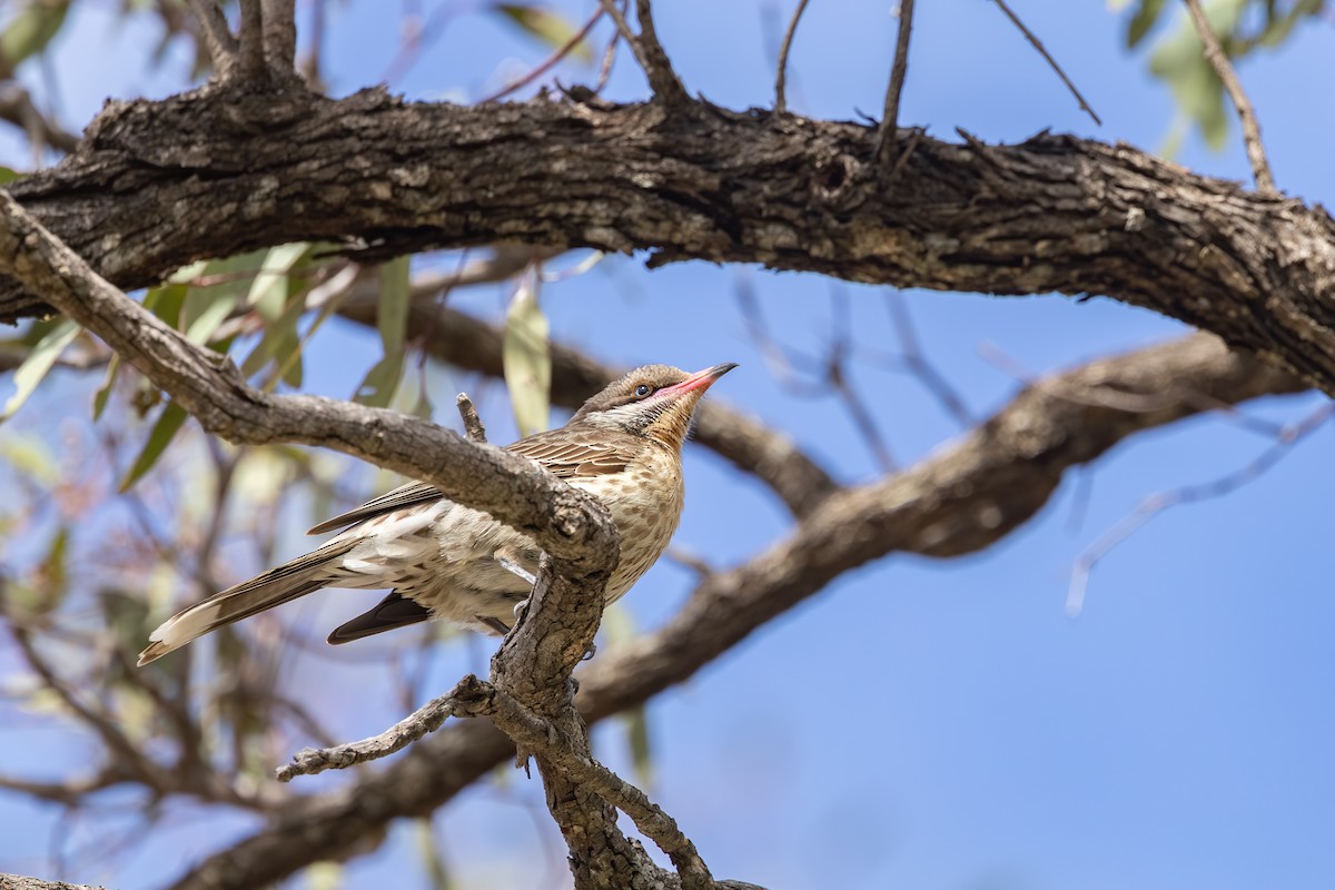 Spiny-cheeked Honeyeater - ML642854787
