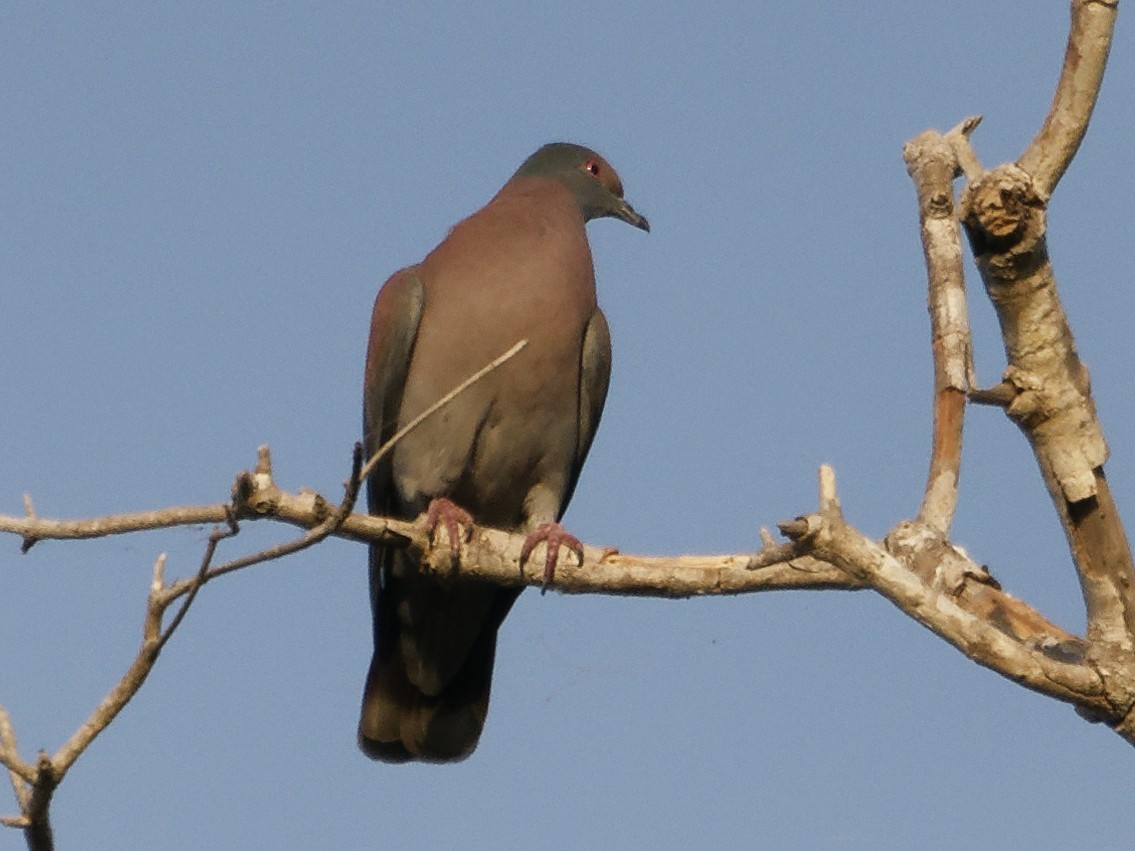 Pale-vented Pigeon - ML642854790