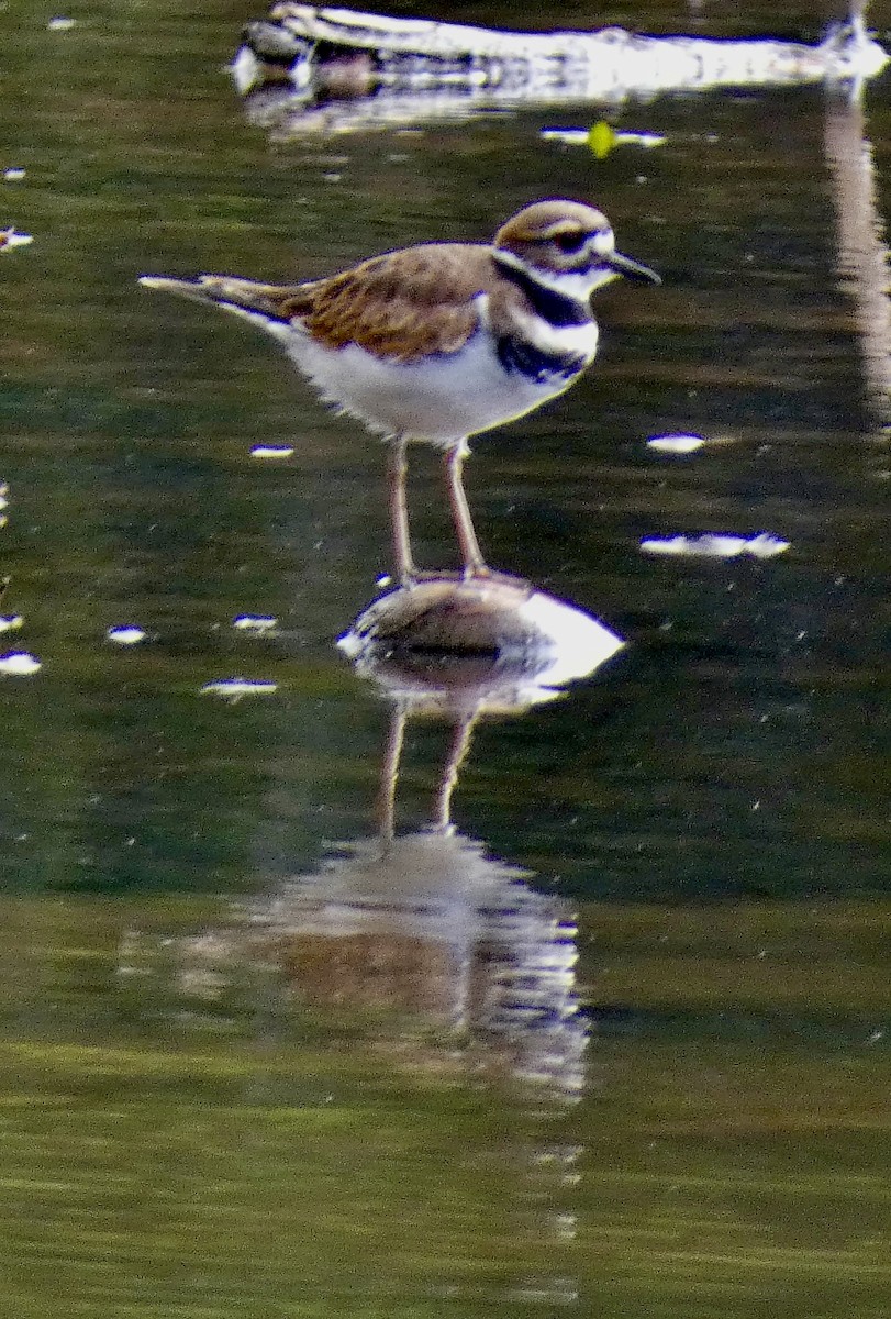 Killdeer - ML642854794