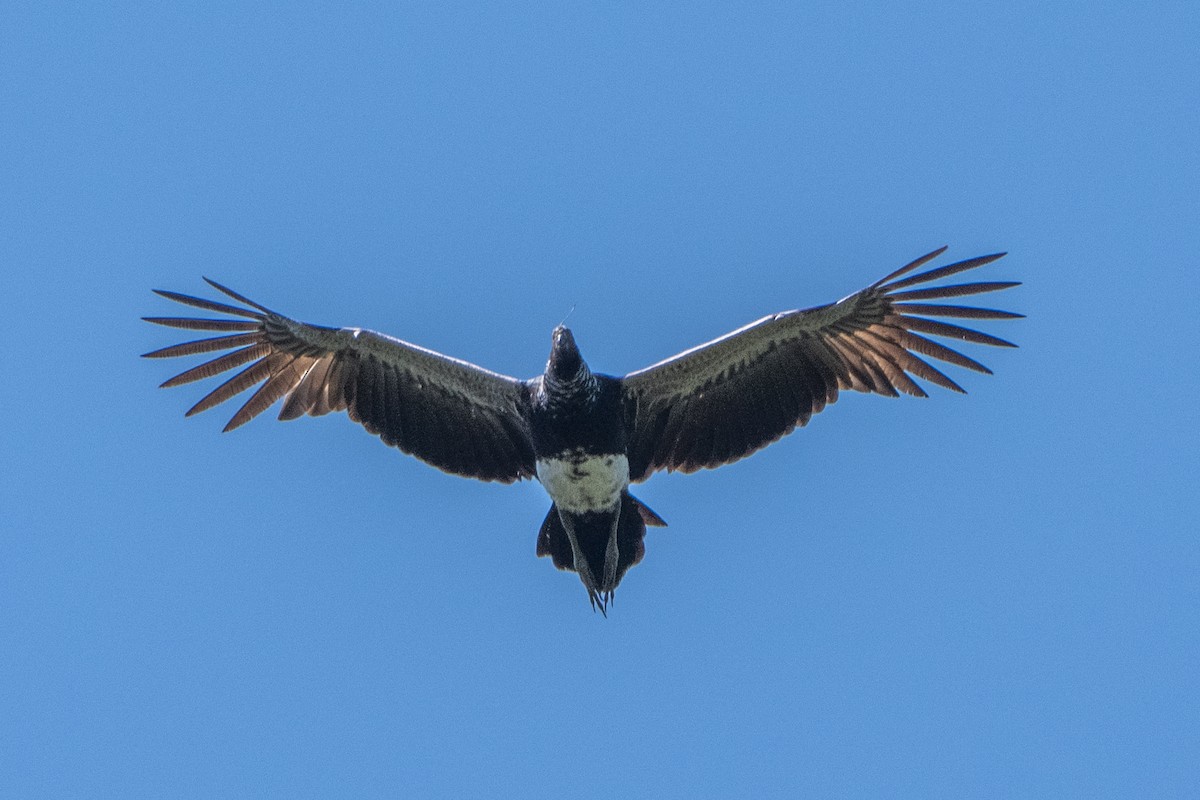 Horned Screamer - ML642854796