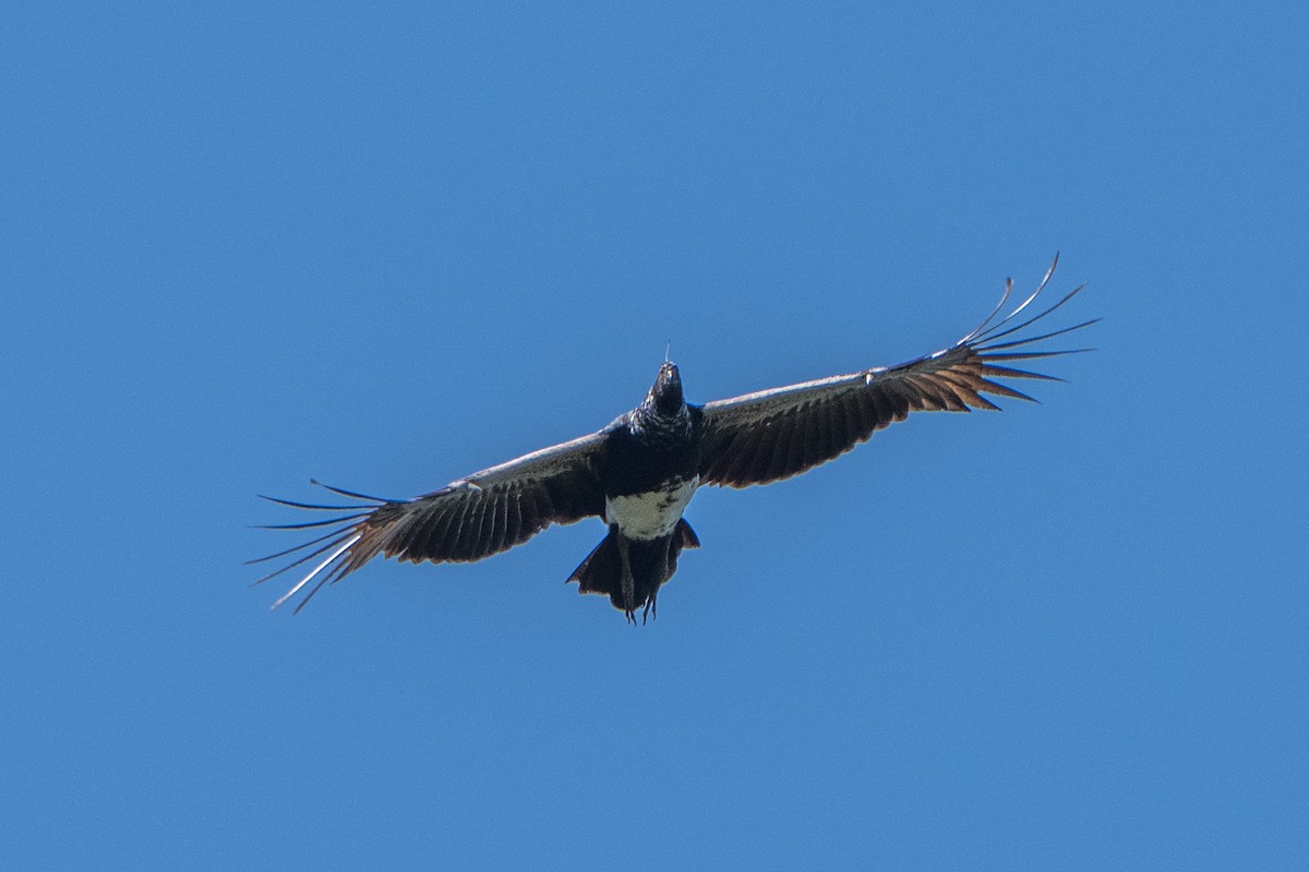 Horned Screamer - ML642854797