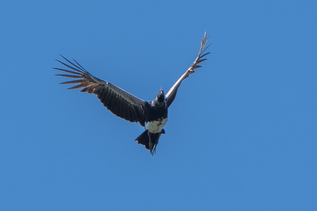 Horned Screamer - ML642854798