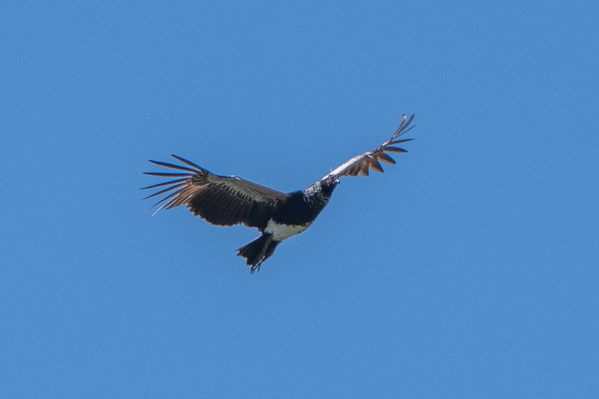 Horned Screamer - ML642854799