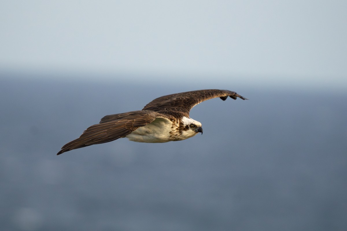 Osprey - ML642854800