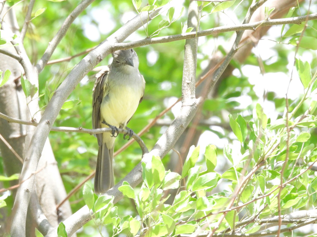 Panama Flycatcher - ML642854804