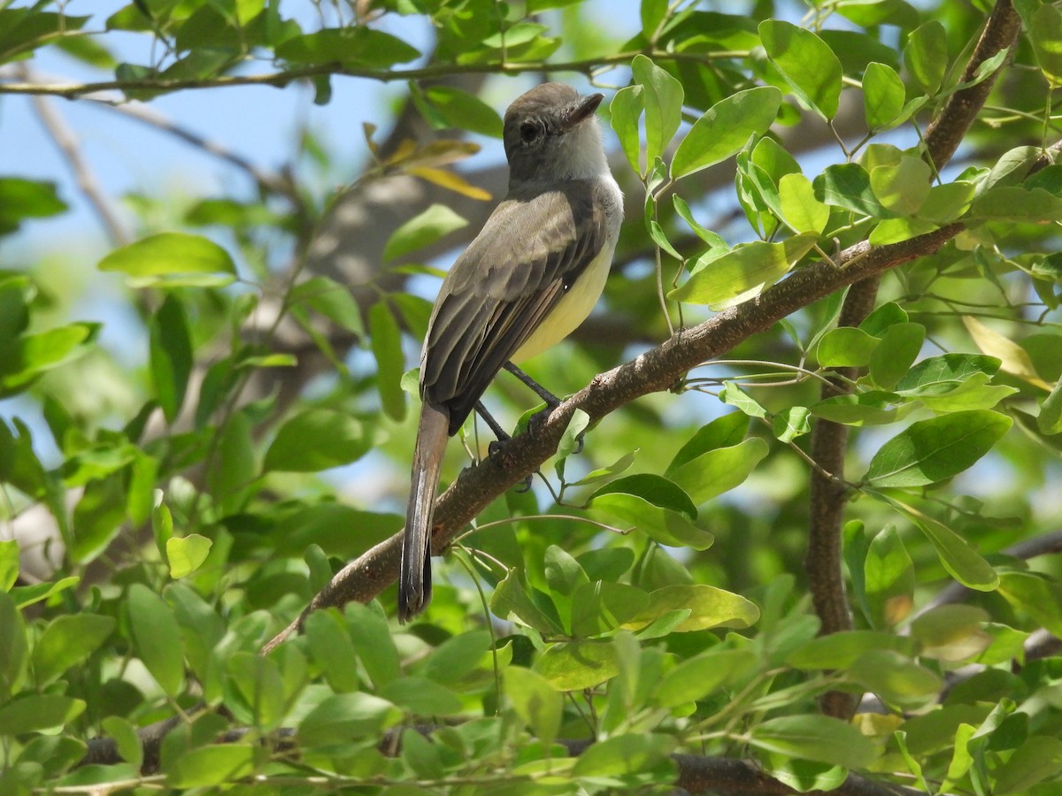 Panama Flycatcher - ML642854805