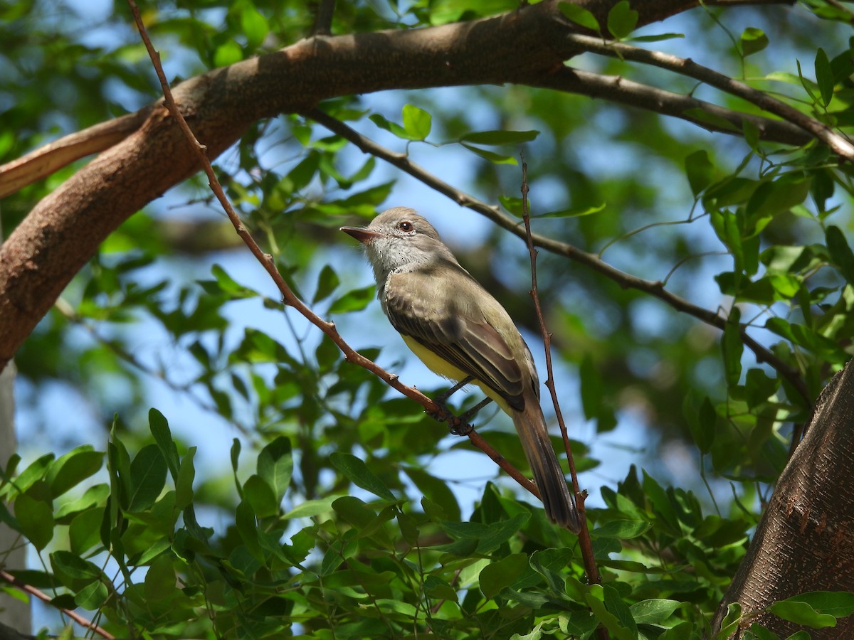 Panama Flycatcher - ML642854806