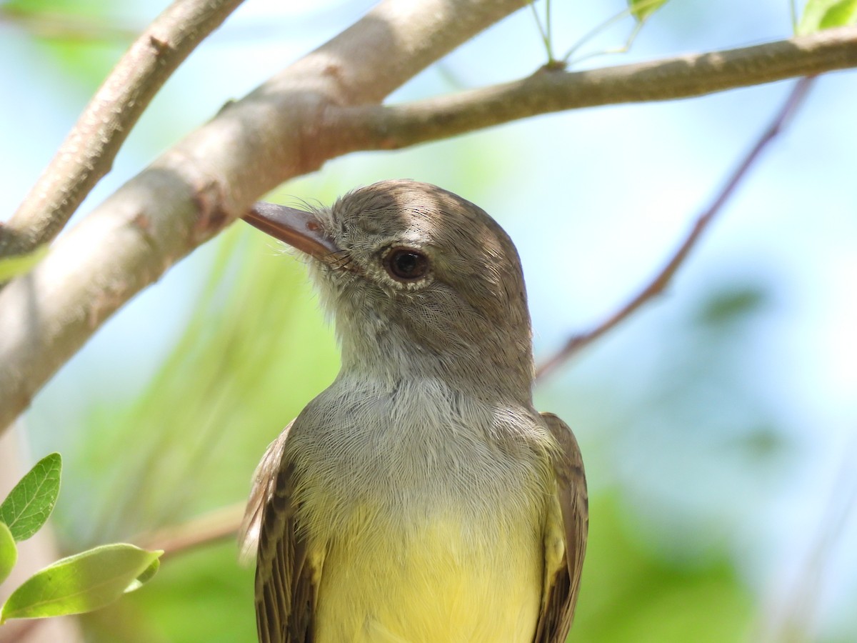 Panama Flycatcher - ML642854807