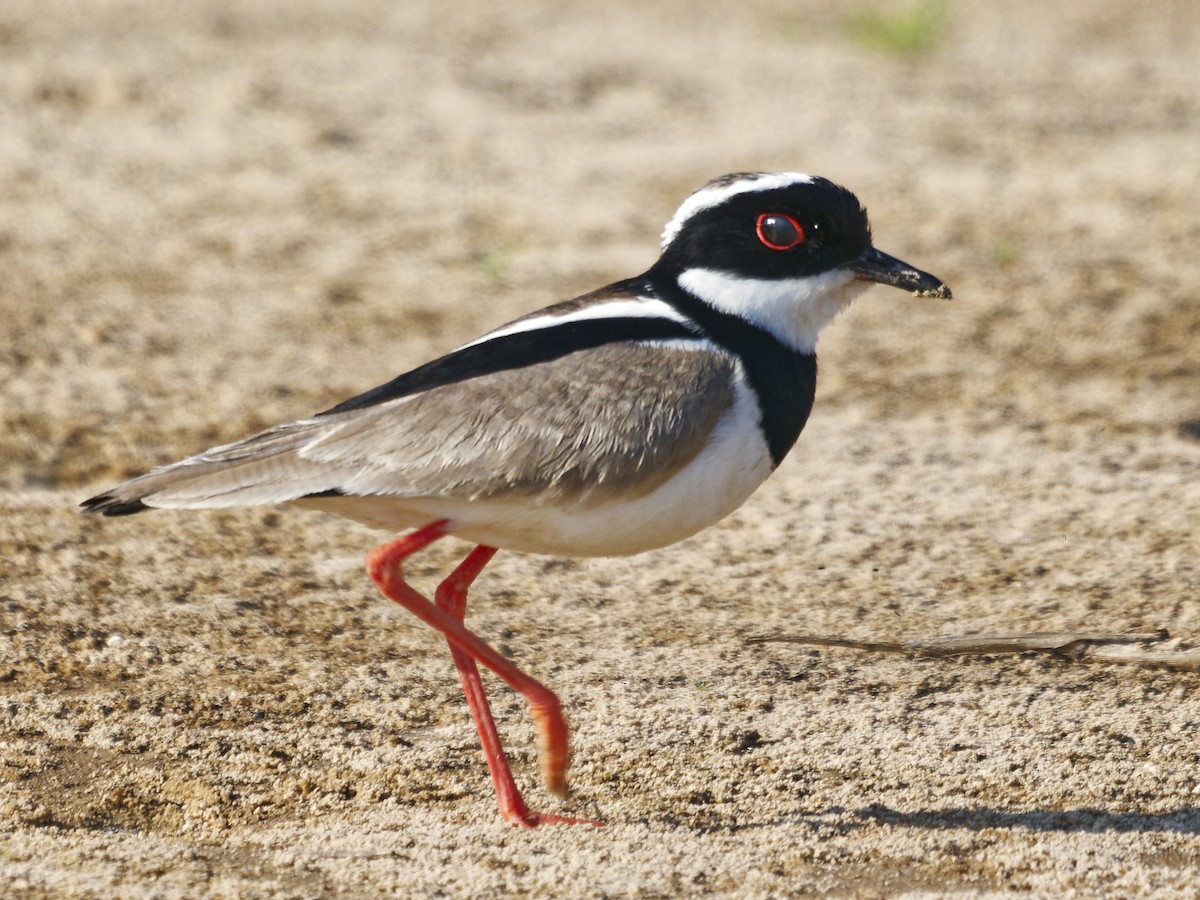 Pied Plover - ML642854810