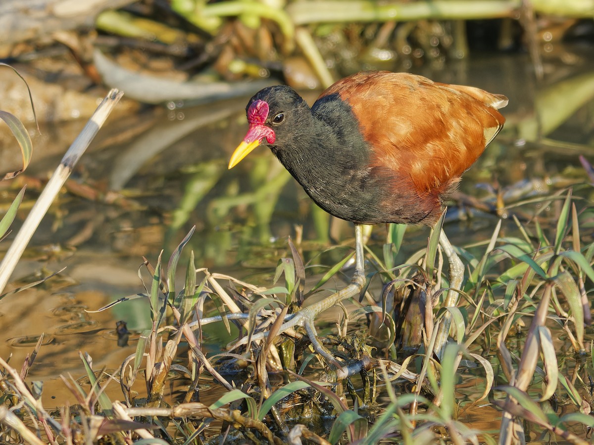 Wattled Jacana - ML642854819