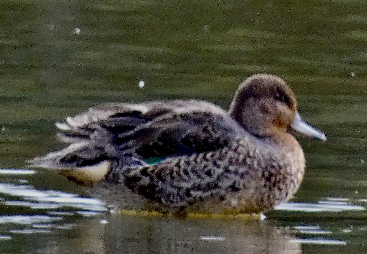 小水鴨 - ML642854820