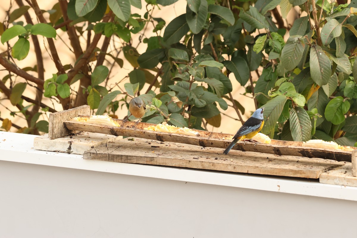 Blue-and-yellow Tanager - ML642854822