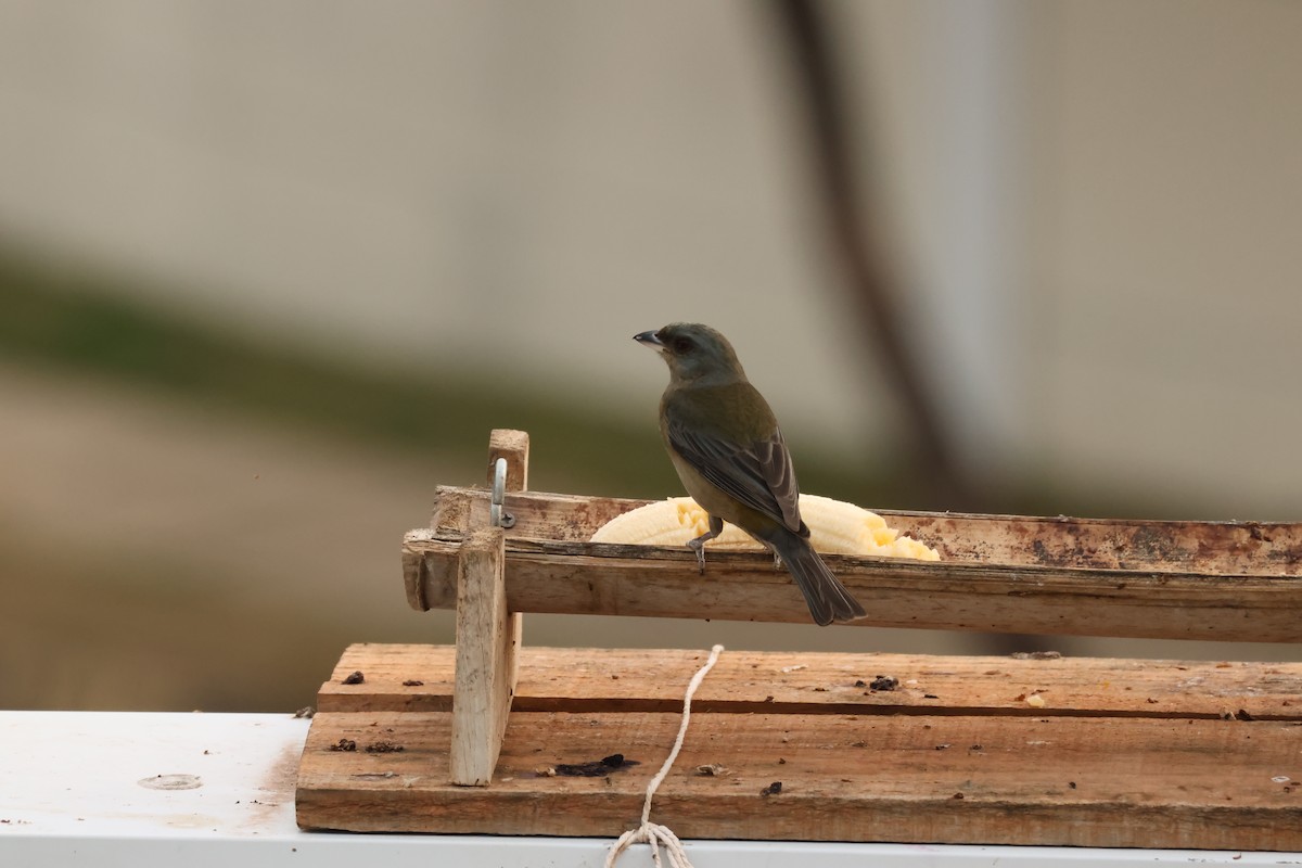 Blue-and-yellow Tanager - ML642854825