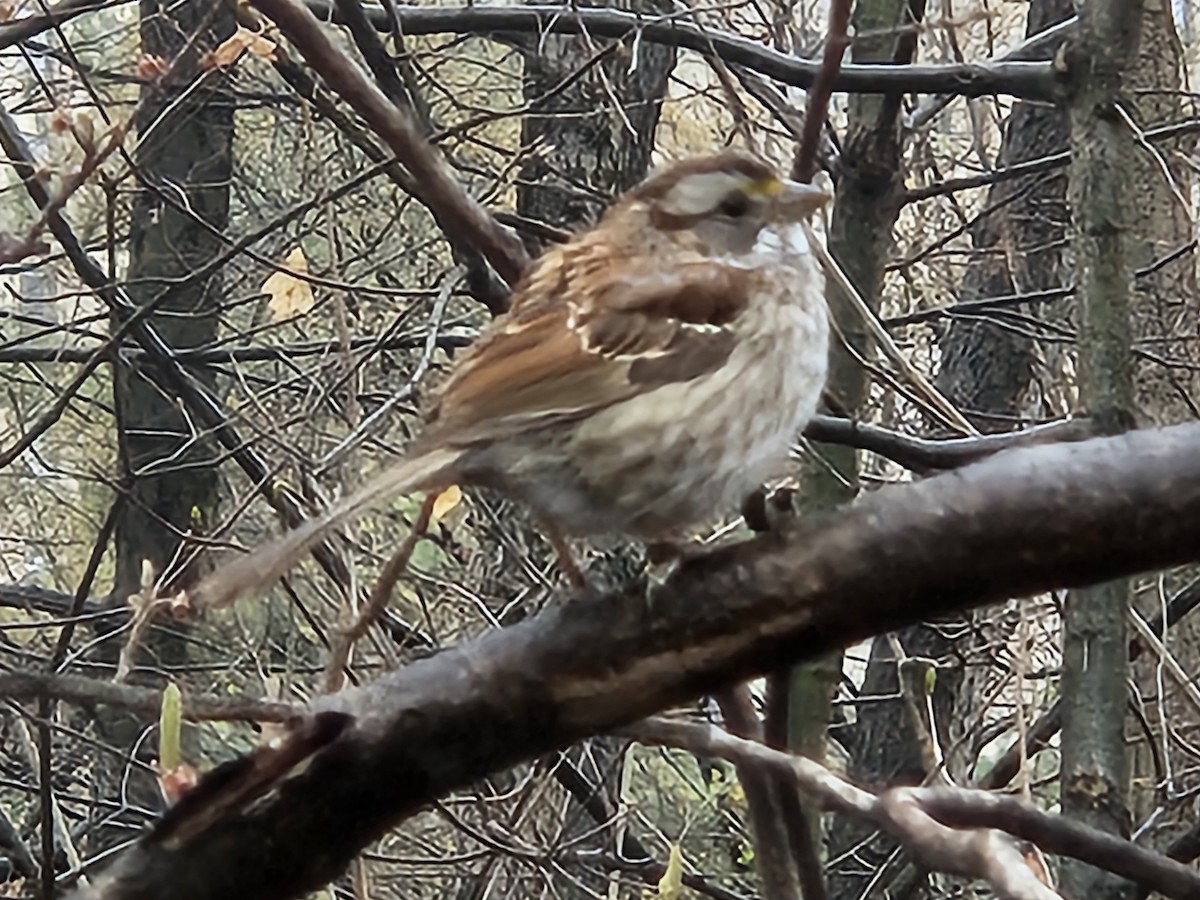 White-throated Sparrow - ML642854827