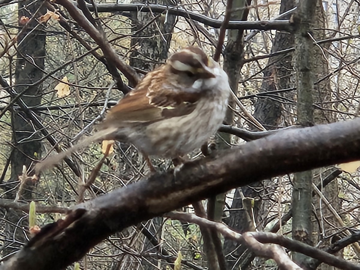 White-throated Sparrow - ML642854828