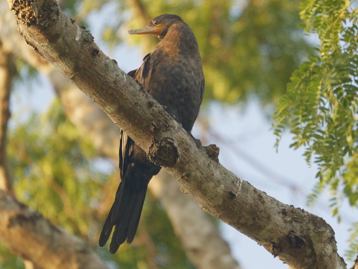 Neotropic Cormorant - ML642854834