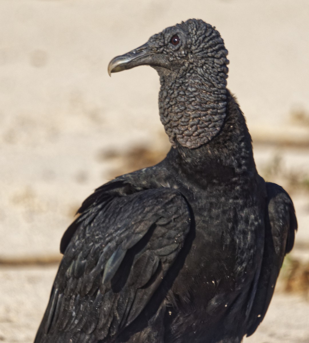 Black Vulture - ML642854836