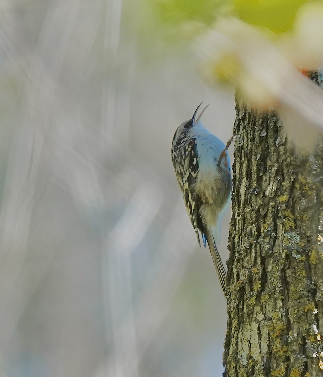 Brown Creeper - ML642854839