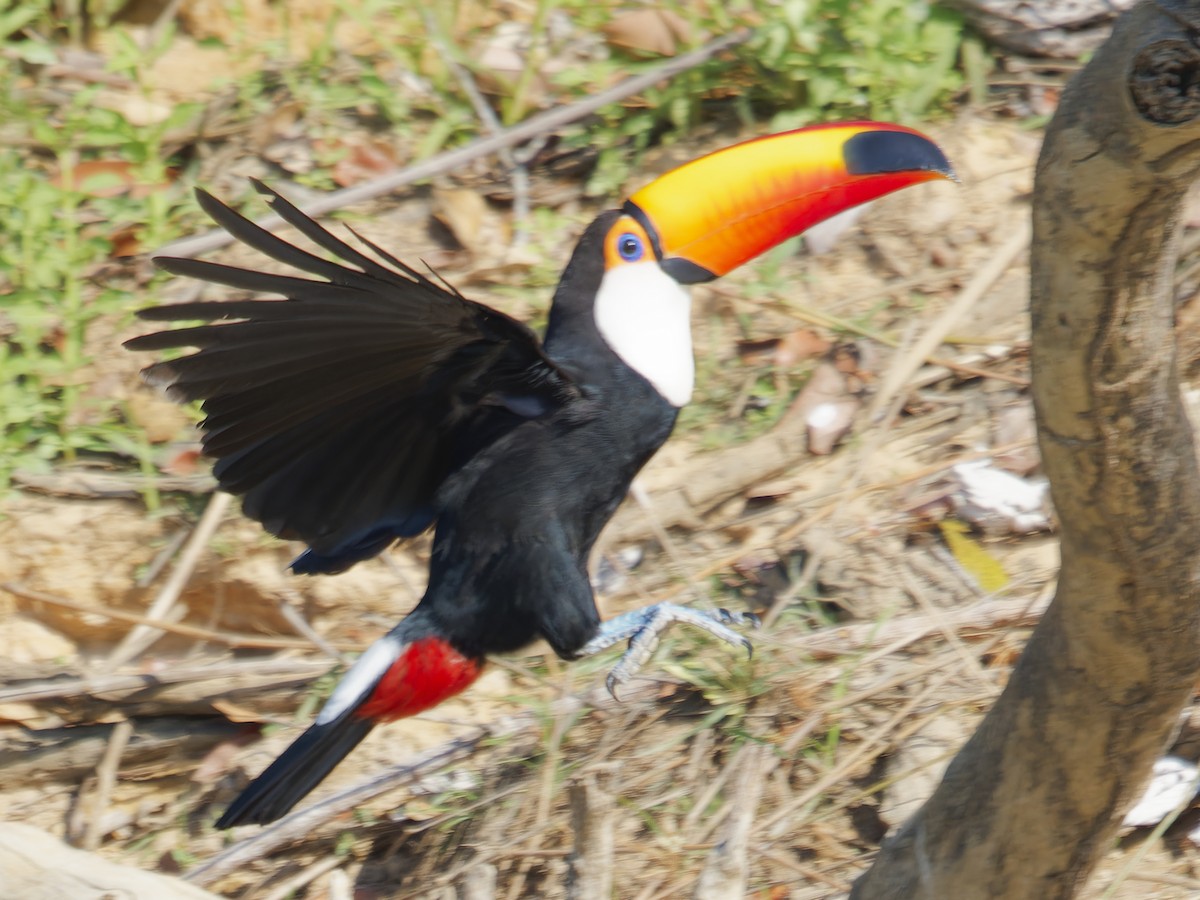 Toco Toucan - ML642854843