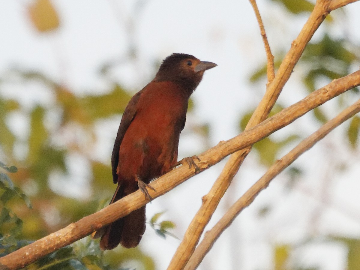 Silver-beaked Tanager - ML642854845