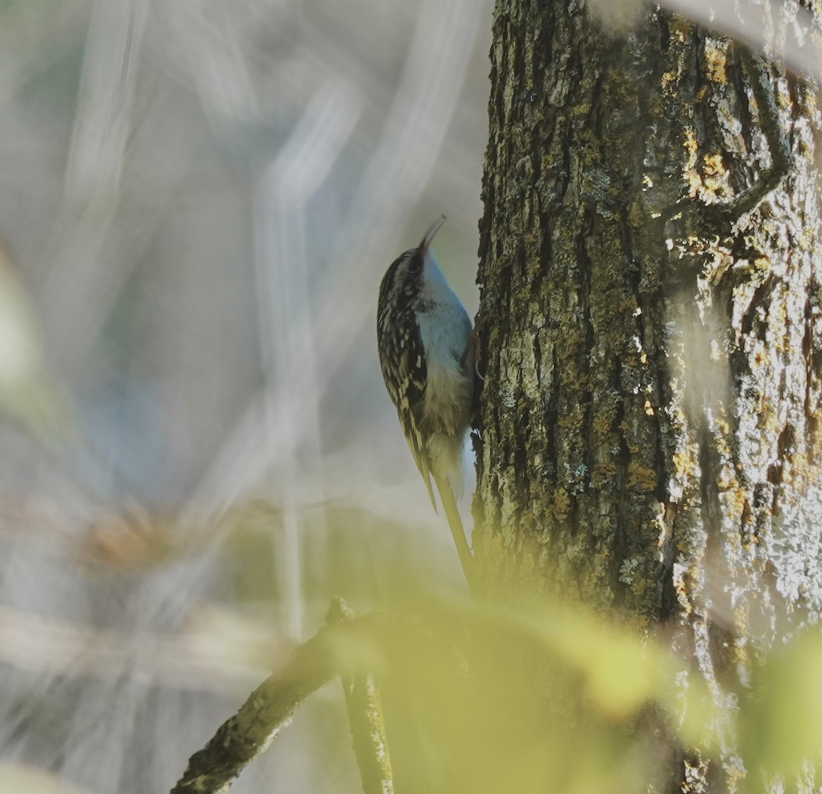 Brown Creeper - ML642854850