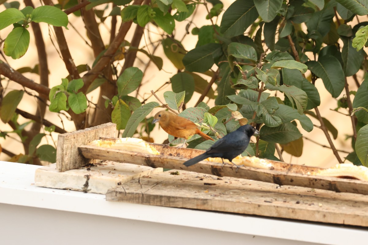 Ruby-crowned Tanager - ML642854851