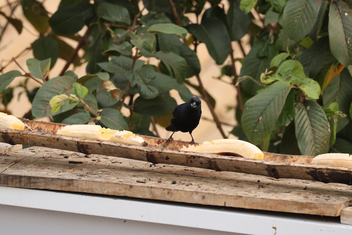 Ruby-crowned Tanager - ML642854852