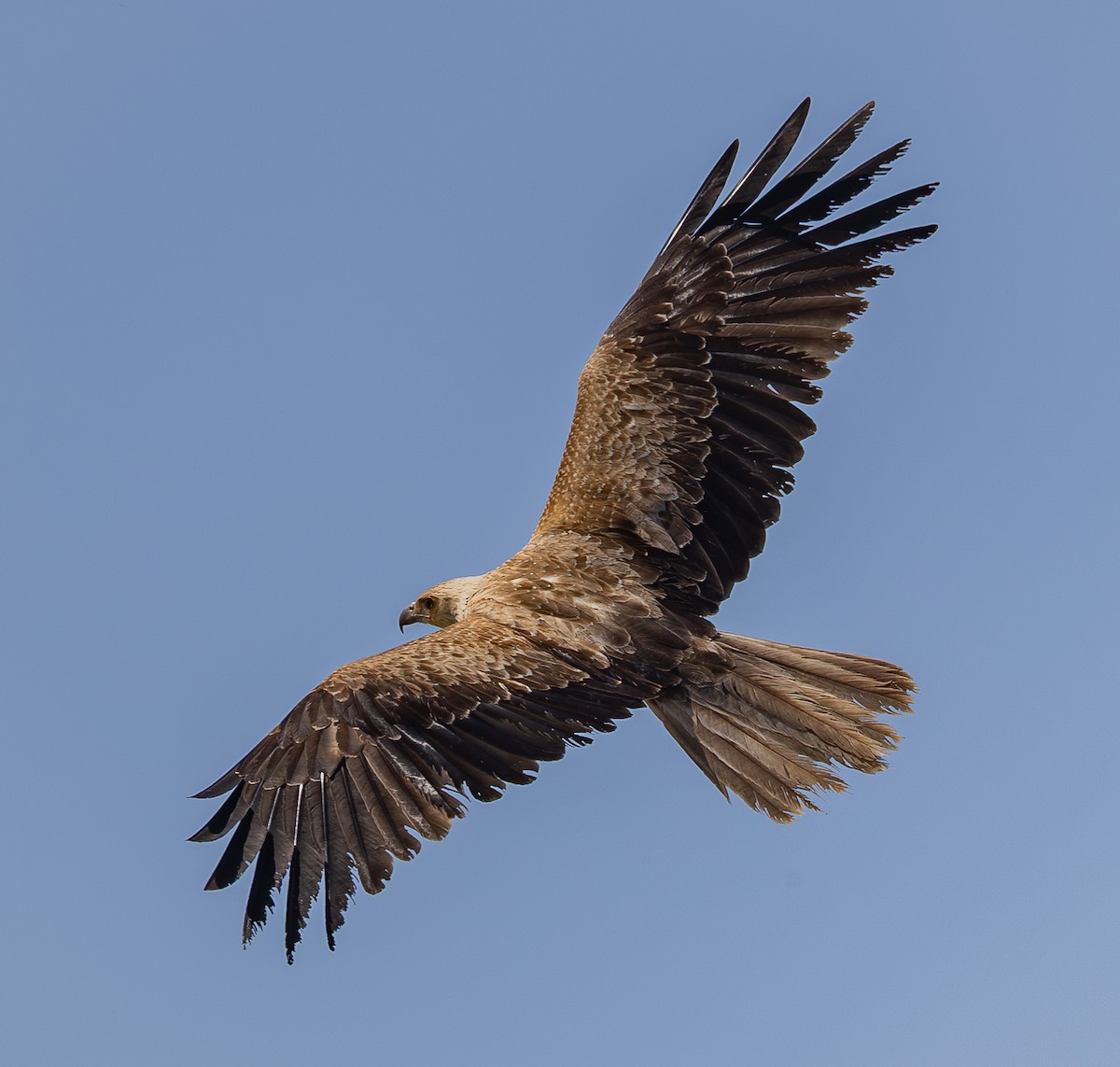 Whistling Kite - ML642854854
