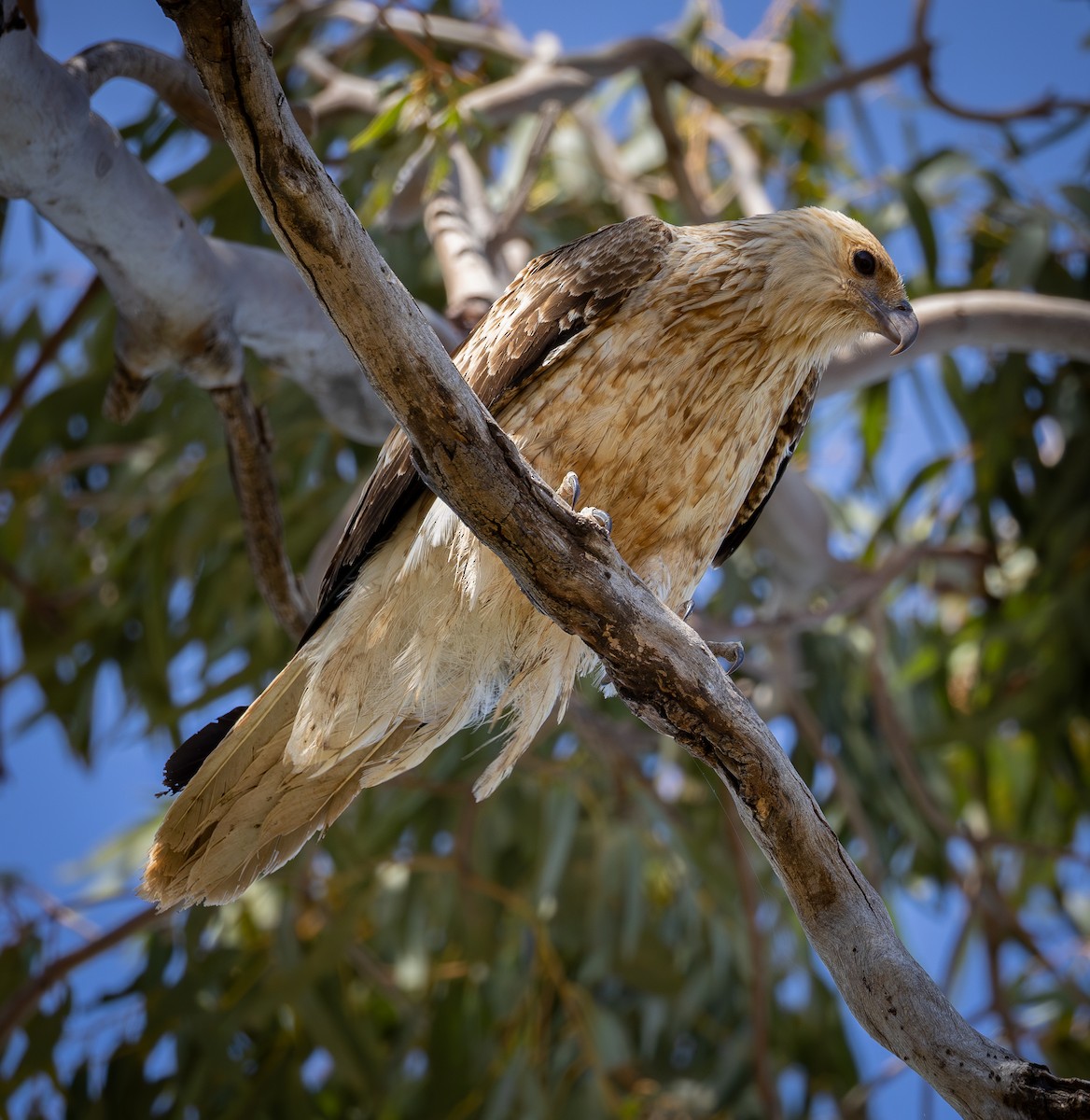 Whistling Kite - ML642854856
