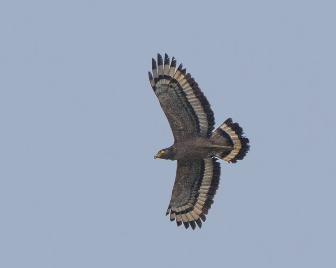 Crested Serpent-Eagle - ML642854871