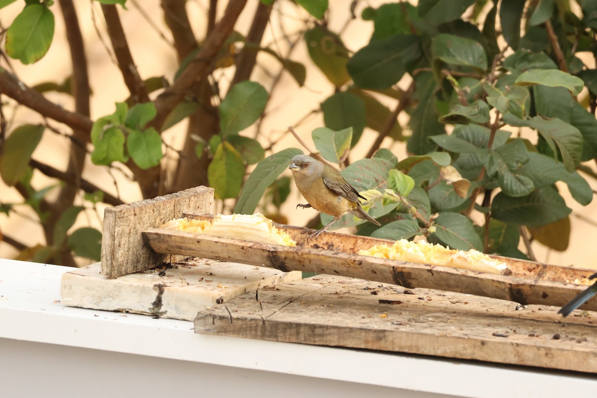 Blue-and-yellow Tanager - ML642854875