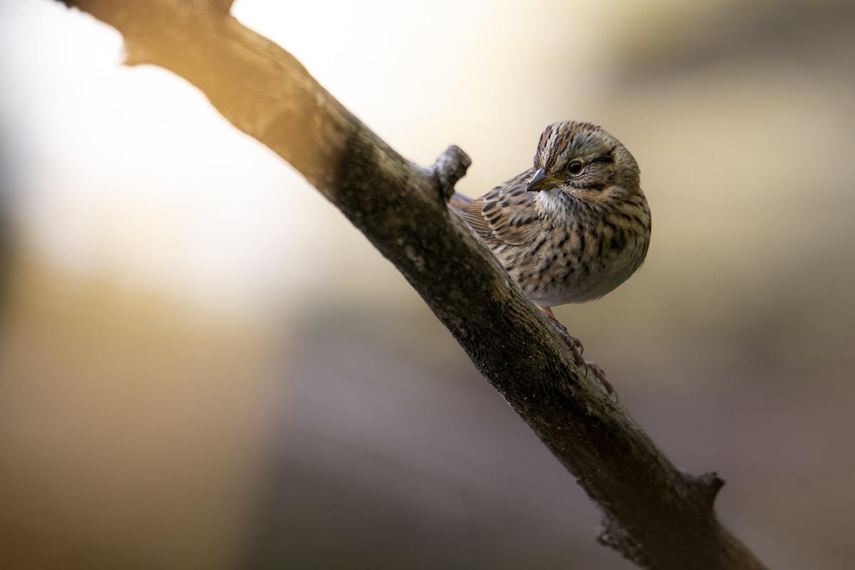 Lincoln's Sparrow - ML642854882