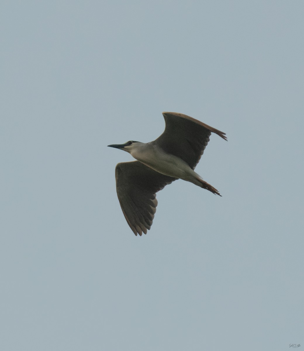 Black-crowned Night Heron - ML642854883