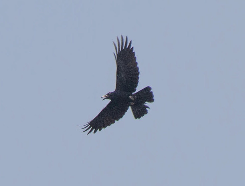 vrána tlustozobá (ssp. culminatus) - ML642854887