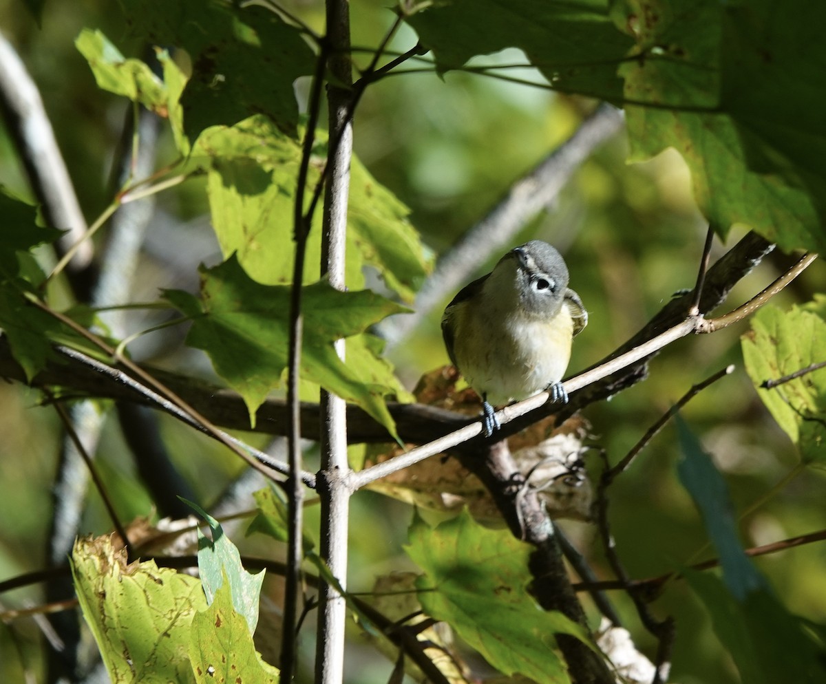 Blue-headed Vireo - ML642854888