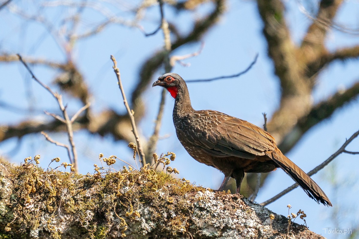 Red-faced Guan - ML642854889