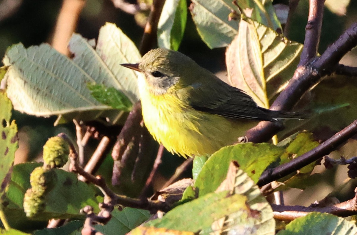 Paruline des prés - ML642854892
