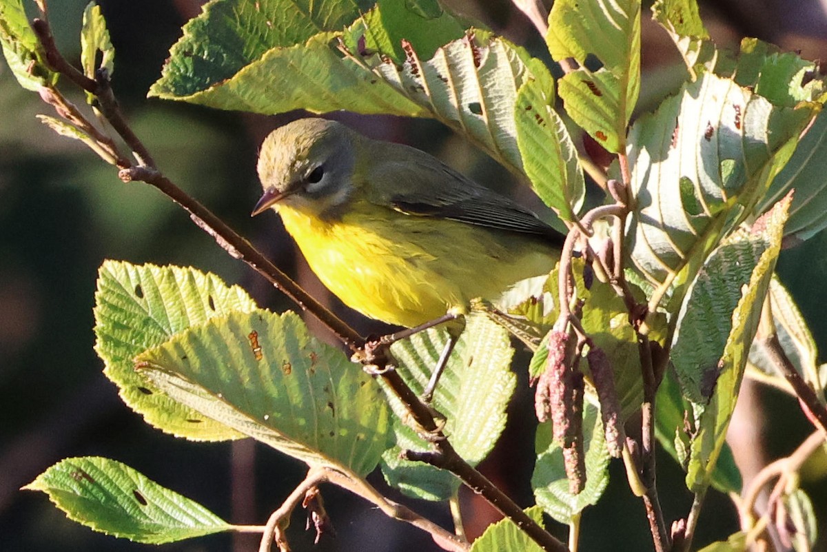 Paruline des prés - ML642854893