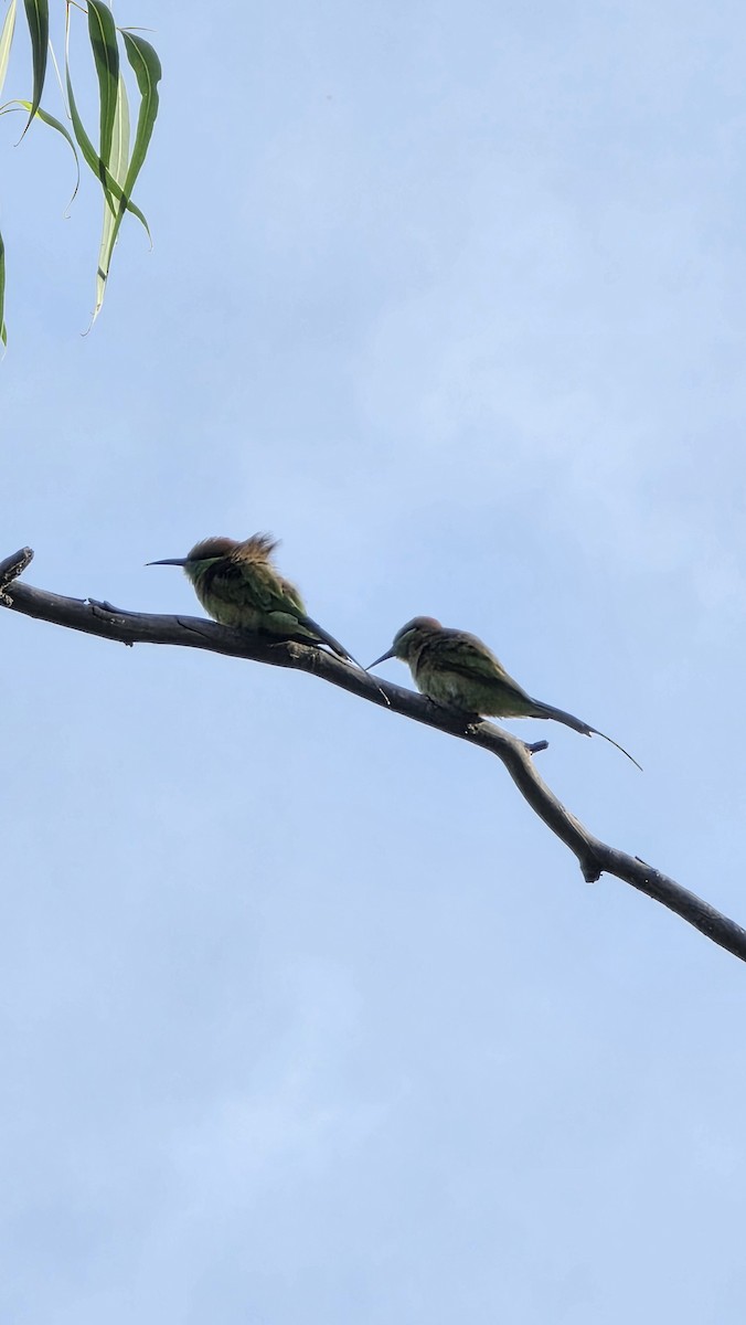 Abejaruco Esmeralda Oriental - ML642854898