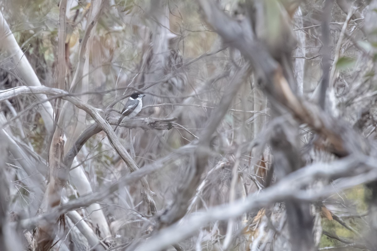 Gray Butcherbird - ML642854910