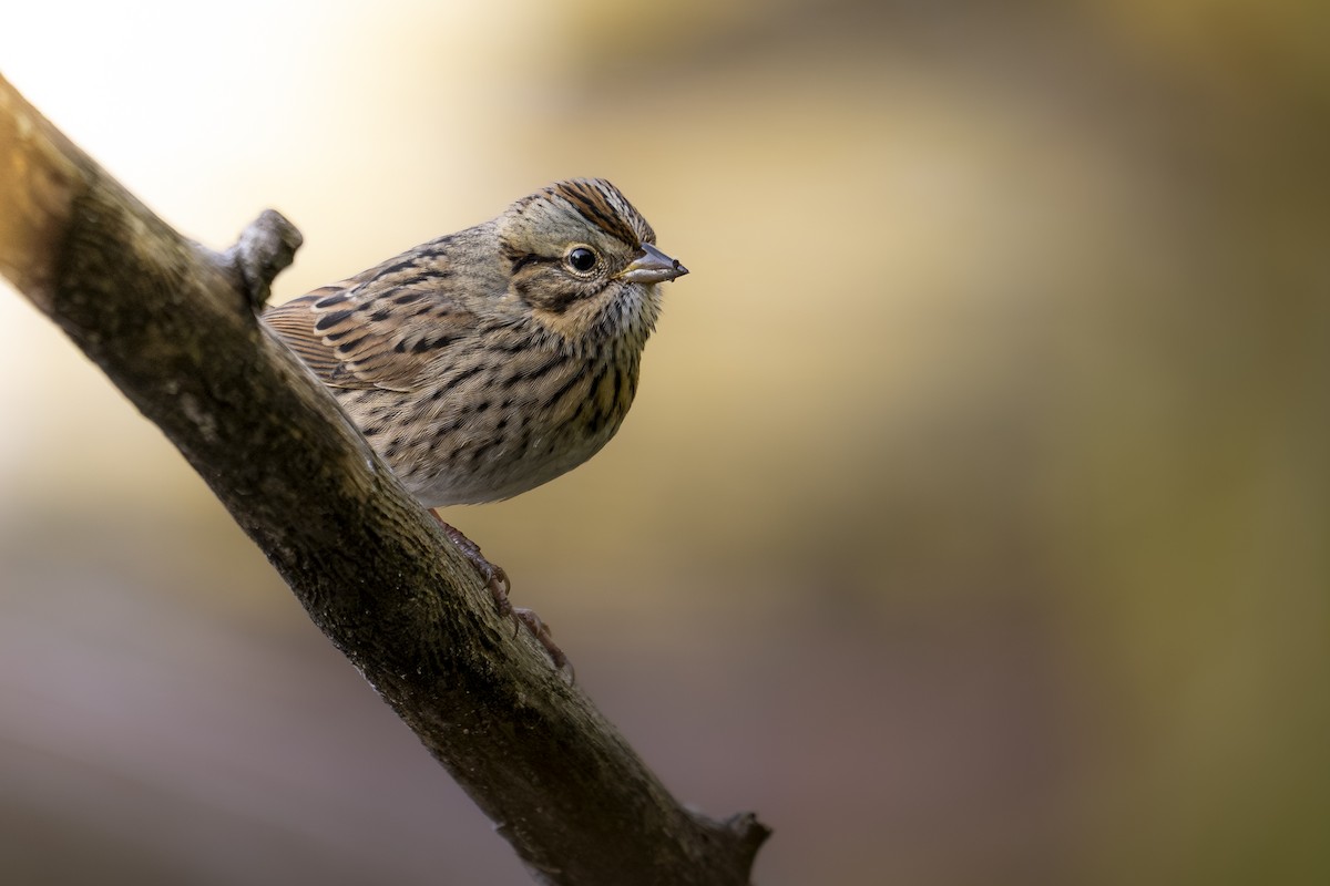 Lincoln's Sparrow - ML642854929