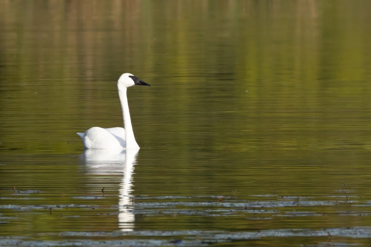 Trumpeter Swan - ML642854946