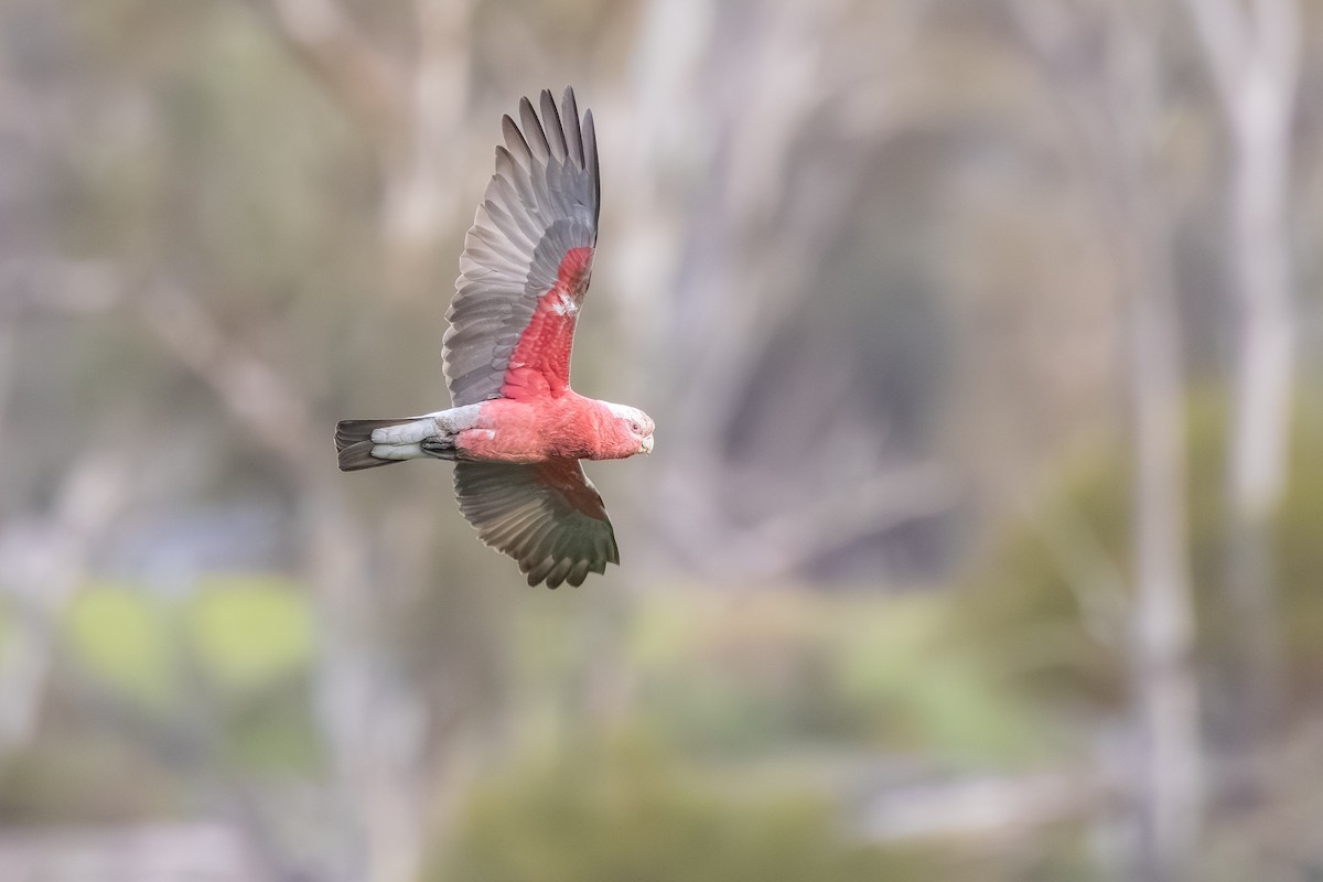 Galah - ML642854947