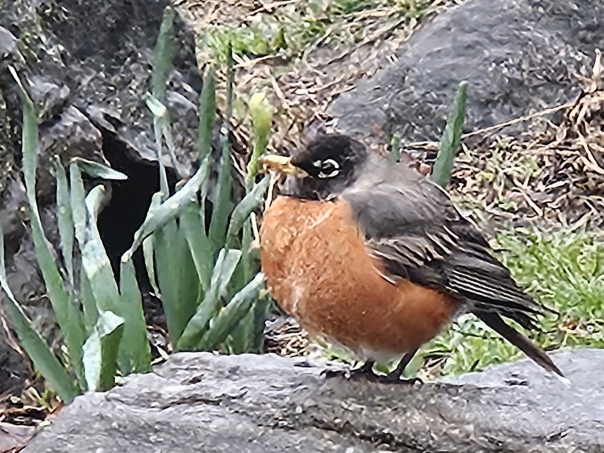 American Robin - ML642854962